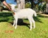 1 X SAANEN EWE/OOI GELUKSFONTEIN - 2