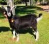 1 X BRITISH ALPHINE EWE/OOI GELUKSFONTEIN - 2