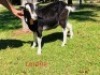 1 X BRITISH ALPHINE EWE/OOI GELUKSFONTEIN - 2