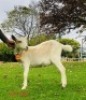 1 X SAANEN EWE/OOI GELUKSFONTEIN - 2