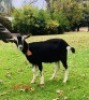 1 X BRITISH ALPHINE EWE/OOI GELUKSFONTEIN - 2