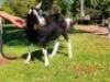 1 X BRITISH ALPINE EWE/OOI GELUKSFONTEIN - 2