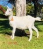 1 X SAANEN EWE/OOI GELUKSFONTEIN - 2