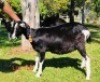 1 X BRITISH ALPINE EWE/OOI GELUKSFONTEIN - 2