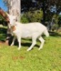 1 X SAANEN EWE/OOI GELUKSFONTEIN - 2