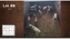 4X WIT BLESBOK M:4 (Per Piece to take the lot/Per stuk om lot te neem)