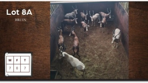 7X BLESBOK M:7 (Per Piece to take the lot/Per stuk om lot te neem)