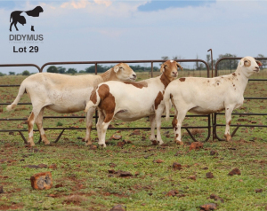 LOT 29 3X MEATMASTER DIDYMUS MEATMASTERS CHRISTOF GROBLER : 0837812076
