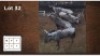 4X BLOUWILDEBEES M:4 (Per Piece to take the lot/Per stuk om lot te neem)