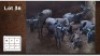 5+1X BLOUWILDEBEES V/F:5+1 (Per Piece to take the lot/Per stuk om lot te neem)