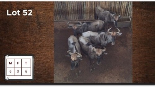 6X BLOUWILDEBEES M:6 (Per Piece to take the lot/Per stuk om lot te neem)