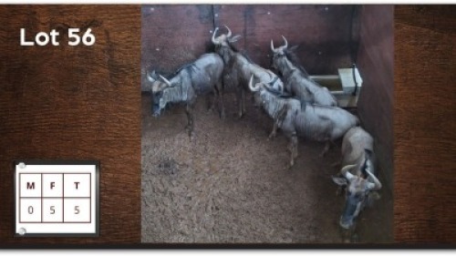 5X BLOUWILDEBEES V/F:5 (Per Piece to take the lot/Per stuk om lot te neem)