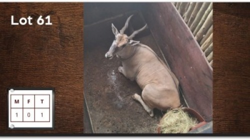 1X ELAND M:1