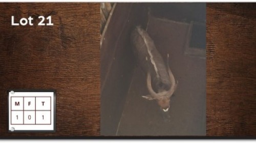 1X NYALA M:1