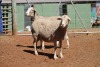 LOT 45 2 X MEATMASTER OOIE (PER STUK OM LOT TE NEEM) - 3