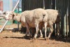 LOT 45 2 X MEATMASTER OOIE (PER STUK OM LOT TE NEEM) - 5