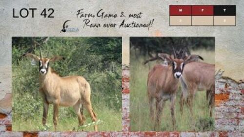 2X ROAN BULLS 8+" UZZI'A GAME & FARM (Pay per Animal)