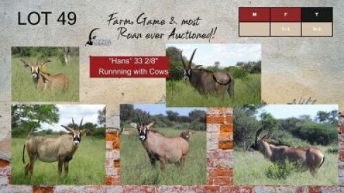 3+1X ROAN COWS 20+" UZZI'A GAME & FARM (Pay per Animal)