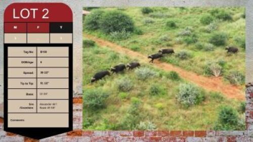 1X BUFFALO BULL 38 1/2" UZZI'A GAME & FARM