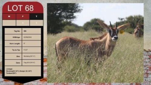 WITHDRAWN - 1X ROAN HEIFER 8" UZZI'A GAME & FARM (Pay per Animal)