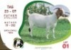 1X BOER GOAT DOE OGS STUD (Per animal to take the lot)