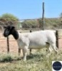 1X DORPER EWE REGVIC STUD (Per animal to take the lot)