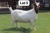 1X BOER GOAT DOE MAKOKA BOER GOAT STUD (Per animal to take the lot)