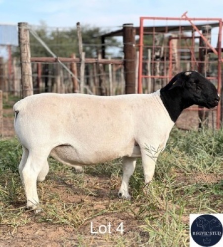 1X DORPER RAM REGVIC STUD (Per animal to take the lot)