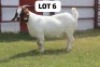 1X BOER GOAT DOE MAKOKA BOER GOAT STUD (Per animal to take the lot)