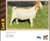 1X BOER GOAT BUSHRA STUD (Per animal to take the lot)