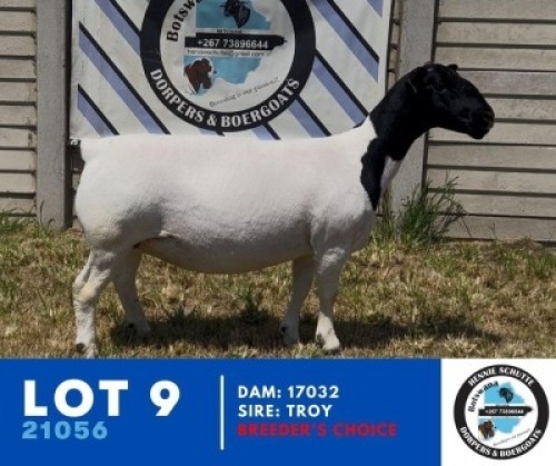 1X DORPER HENNIE SCHUTTE DORPERS (Per animal to take the lot)