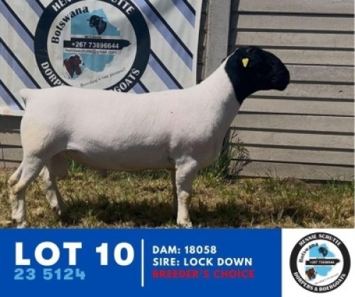 1X DORPER HENNIE SCHUTTE DORPERS (Per animal to take the lot)