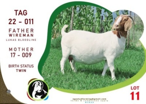 1X BOER GOAT EWE OGS STUD (Per animal to take the lot)