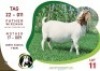 1X BOER GOAT EWE OGS STUD (Per animal to take the lot)