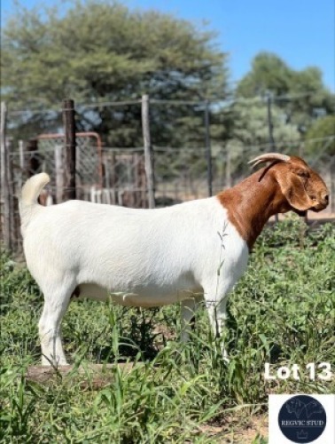 1X BOER GOAT DOE REGVIC STUD (Per animal to take the lot)