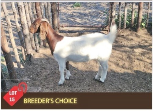 1X BOER GOAT MAKOKA BOER GOAT STUD (Per animal to take the lot)