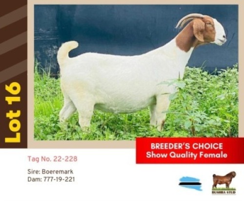 1X BOER GOAT BUSHRA STUD (Per animal to take the lot)