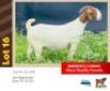 1X BOER GOAT BUSHRA STUD (Per animal to take the lot)