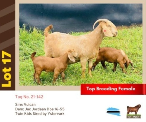 1X KALAHARI RED BUSHRA STUD (Per animal to take the lot)