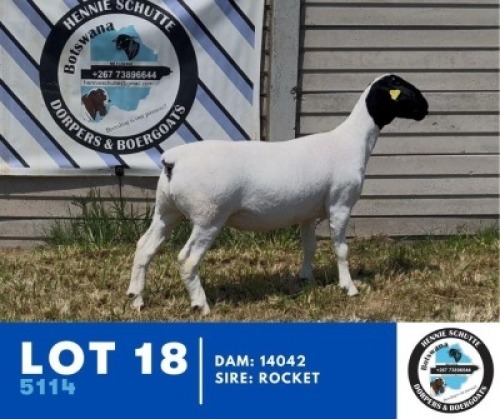1X DORPER HENNIE SCHUTTE DORPERS (Per animal to take the lot)