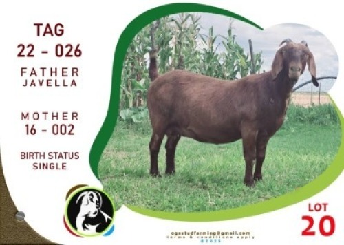 1X KALAHARI RED DOE OGS STUD (Per animal to take the lot)