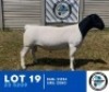 1X DORPER HENNIE SCHUTTE DORPERS (Per animal to take the lot)