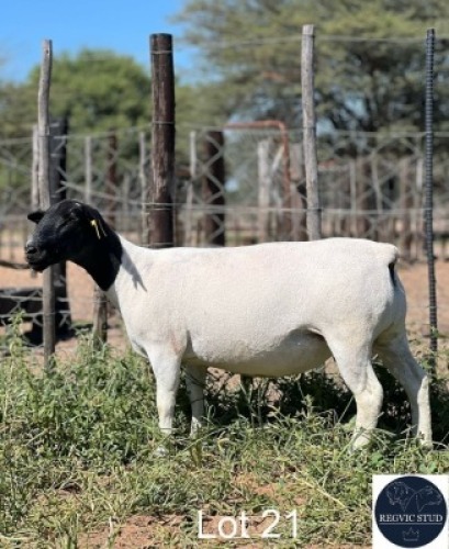 1X DORPER EWE REGVIC STUD (Per animal to take the lot)