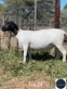 1X DORPER EWE REGVIC STUD (Per animal to take the lot)