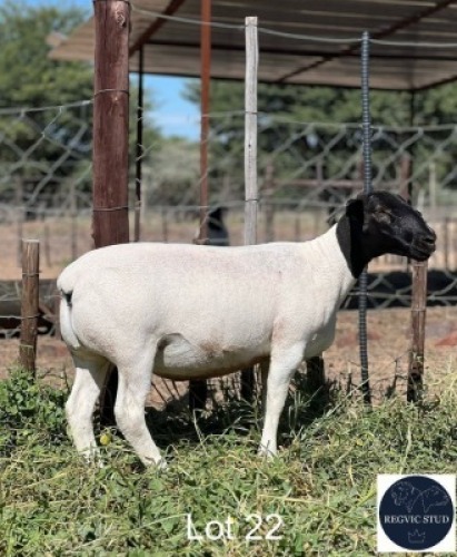 1X DORPER EWE REGVIC STUD (Per animal to take the lot)