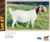 1X BOER GOAT BUSHRA STUD (Per animal to take the lot)