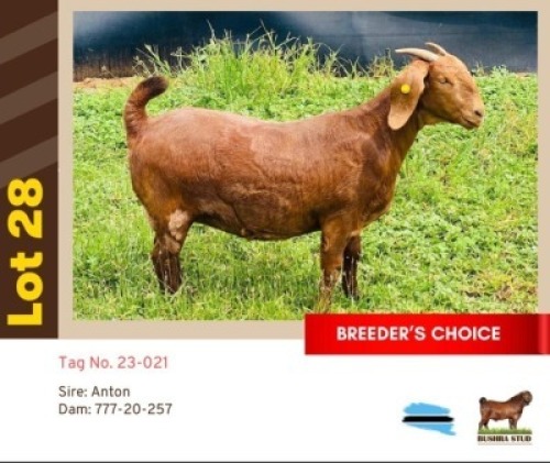 1X KALAHARI RED BUSHRA STUD (Per animal to take the lot)