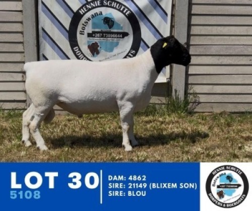 1X DORPER HENNIE SCHUTTE DORPERS (Per animal to take the lot)