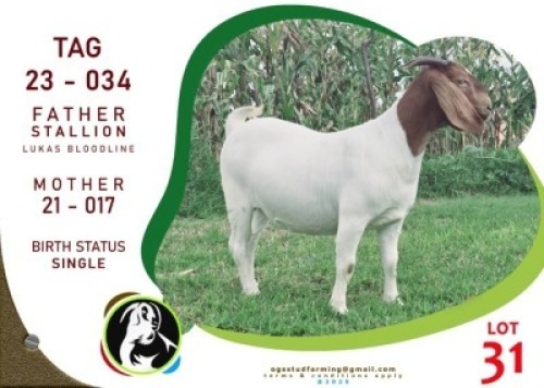 1X BOER GOAT OGS STUD (Per animal to take the lot)