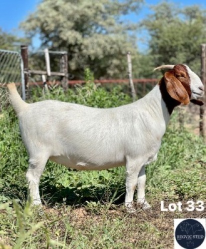 1X BOER GOAT DOE REGVIC STUD (Per animal to take the lot)